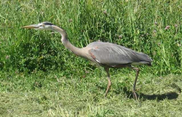 [Blue herons are usually s ...]