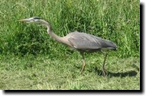 [ Blue herons are usually s ... ]