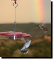 [Hummingbirds and rainbow]