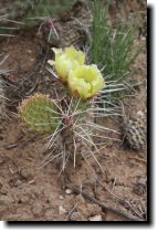 [ Prickly pear was blooming ... ]