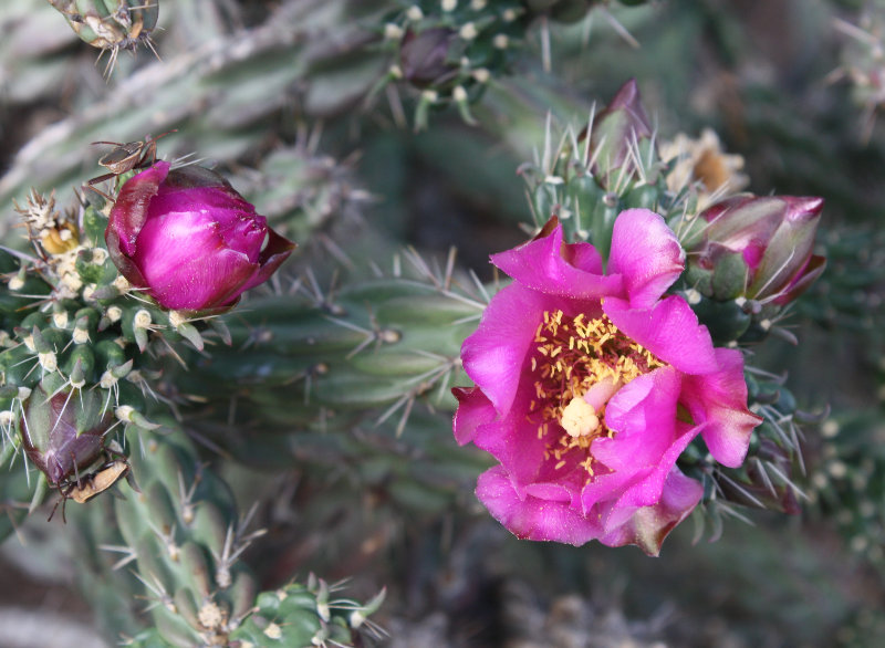 [By late June, the cholla  ...]