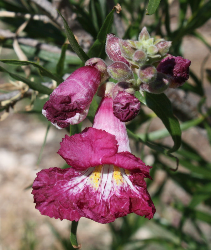 [Desert willow in bloom]