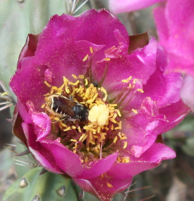 [Bee in cholla blossom]
