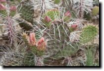 [ prickly pear cactus in bloom ]