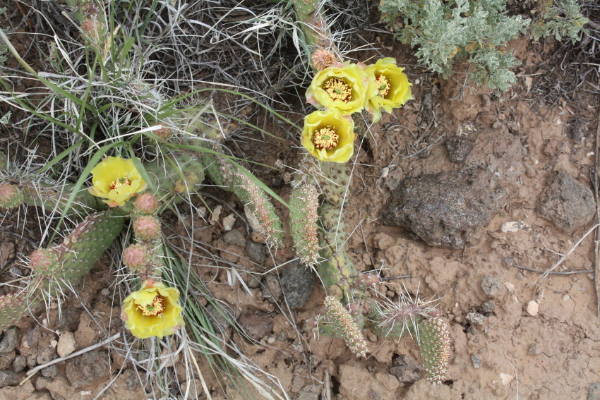 [prickly pear cactus in bloom]