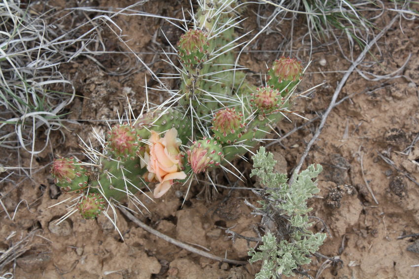 [prickly pear cactus in bloom]