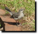 [young mockingbird who thinks he's a quail or a wren]