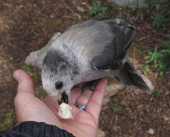 [Grey jay taking bread from my hand.]