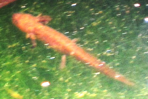 [ Detail of larval newt from previous photo ]