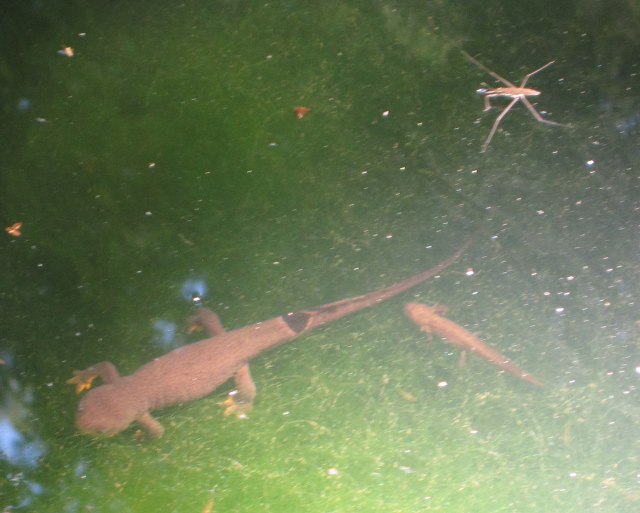 [ Adult and larval newt ]