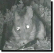 [Mouse, caught with night-vision camera]
