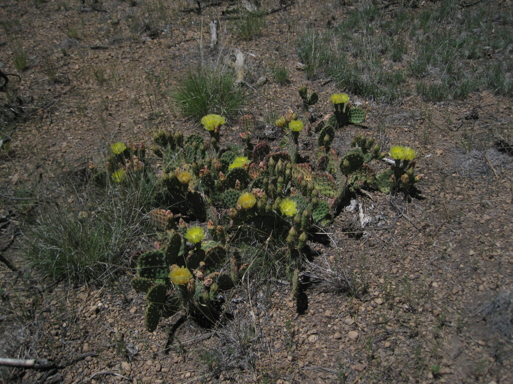 [Prickly pears were bloomi ...]