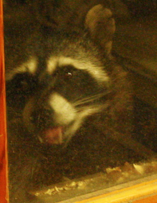 [Raccoon at the door]