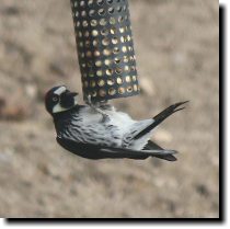 [ Acorn woodpeckers can be  ... ]