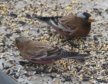 [Rosy-finches]