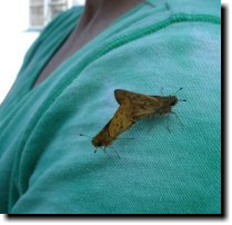 [Skipper butterflies mating on my shoulder]