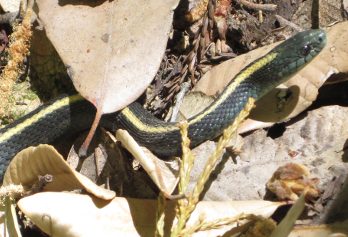 [garter snake]