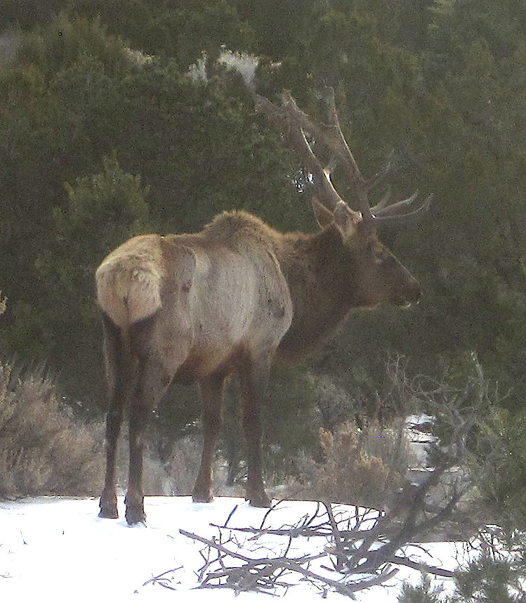 [bull elk in the yard]
