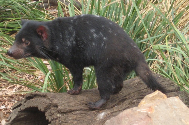 [Tasmanian Devil]