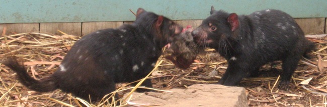 20 Amazing Facts about the Tasmanian Devil! — Bonorong Wildlife