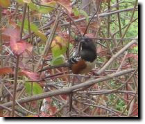 [ Spotted towhee -- another ... ]