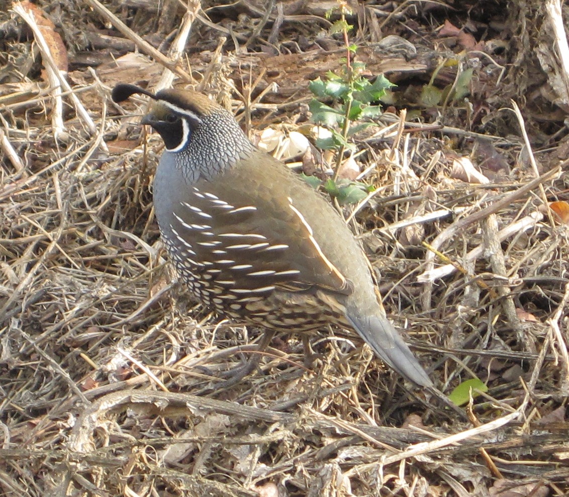 [Lots of quail on the trail.]