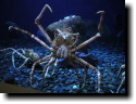 [Giant Crab at Long Beach Aquarium]