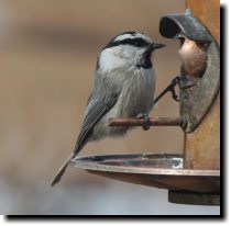 [ Mountain chickadee ]