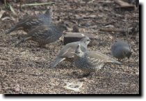 [ Scaled quail. Getting tha ... ]