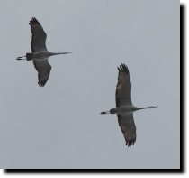 [ Two very late-season sandhill cranes ]