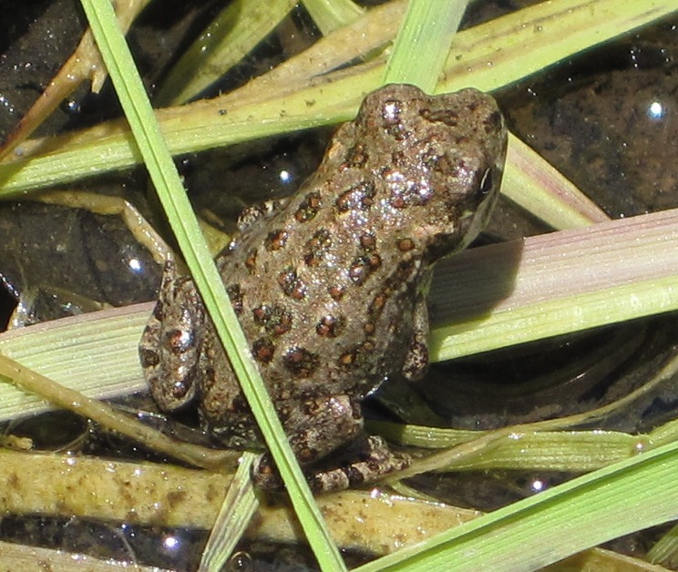 [tiny frog at Picchetti Ranch]