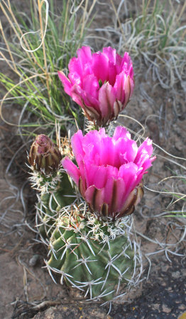 [Fendler's Hedgehog Cactus flower]