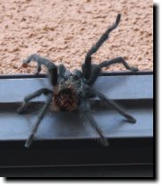 [Tarantula, resting after climbing up our glass patio door]