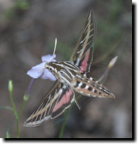 [White-lined sphinx moth on pale trumpets]