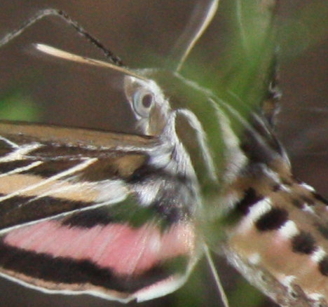 [Sphinx moth eye]