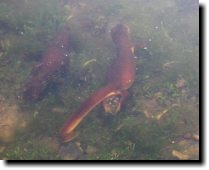 [California newt laying her egg sac]