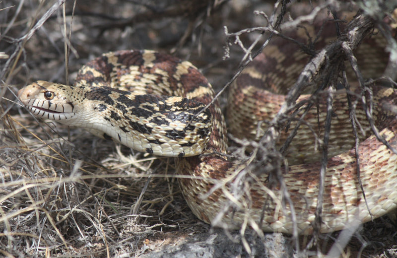 [pugnacious bullsnake]