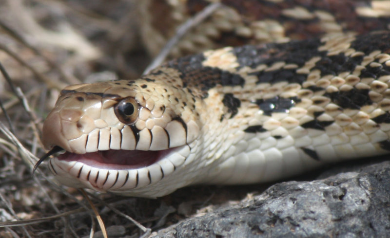 [pugnacious bullsnake]