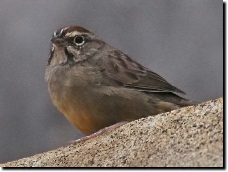[ Rufous-crowned sparrow ]