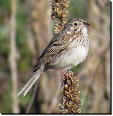 [ Vesper sparrow. Note white eye-ring and white outer tail-feathers. ]