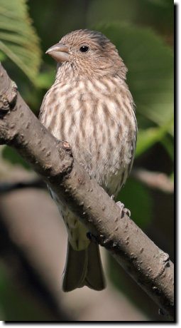[ House finch female. Note how the upper bill curves down. ]