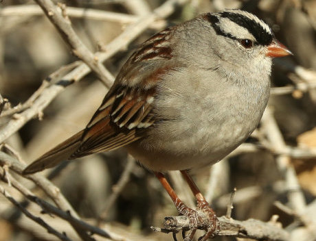 [ The dark-lored variant is the same except that the lores, between the eye and the back of the bill, are dark. In New Mexico, if a white-crowned sparrow isn't a dark lored, it's a Gambel's; neither of these variants is mentioned at all in Sibley, but they're the variants you need to know on eBird. ]