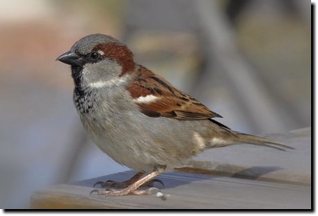 [ House sparrow, male ]