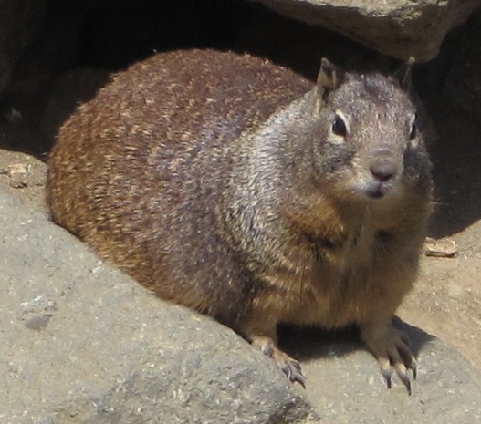 [Grossly fat California ground squirrel at Morro Rock]
