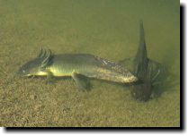 [Tiger salamander with gills]