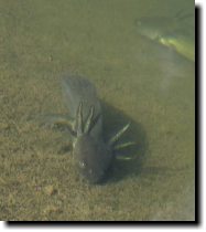 [Tiger salamander with gills]