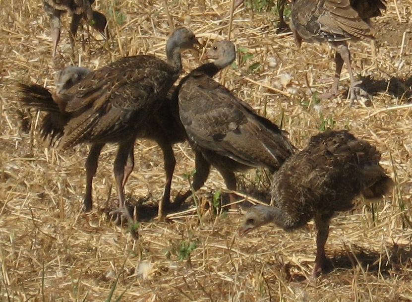 [Wild turkey chicks scuffling]