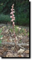 [ coralroot ]