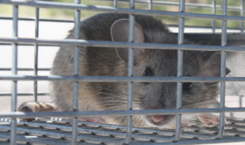 [White throated woodrat in a trap]