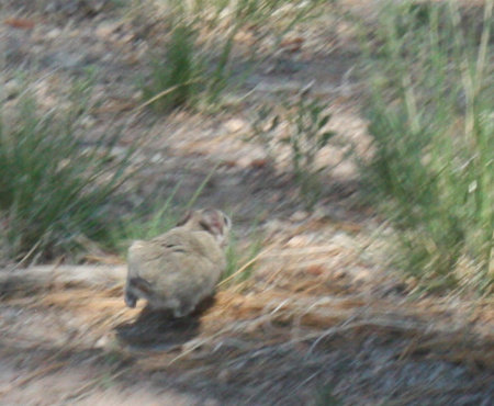 [White throated woodrat bounding away]